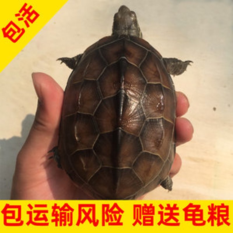 招财龟成体